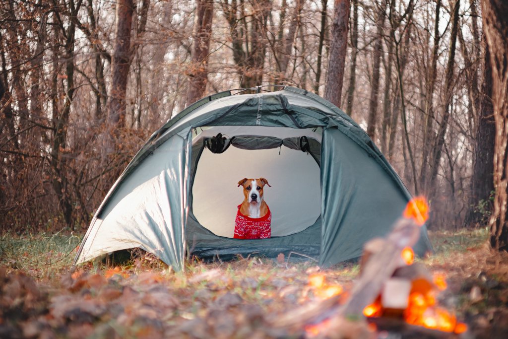 how to take a shower when tent camping with dogs