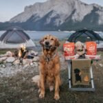 Quick and Efficient Ways to Train Your Dog to Go Camping