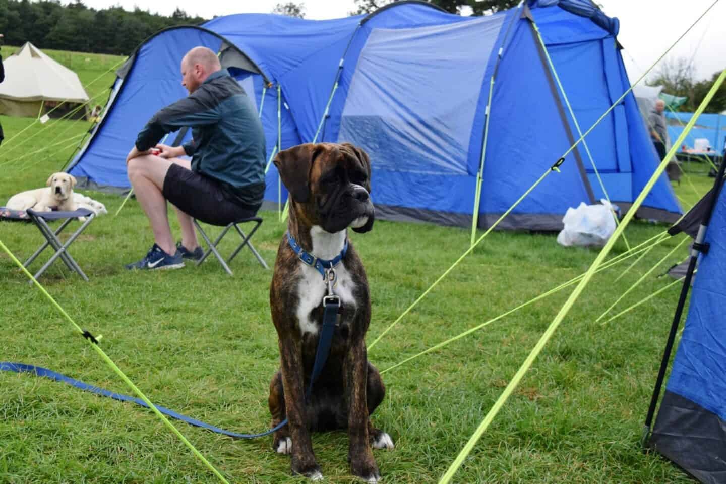 Taking Your Dog Camping for the First Time